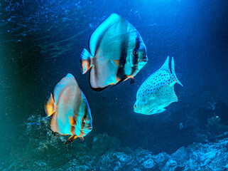 Pinnate Batfish - Platax pinnatus juvenile. Platax orbicularis batfish in marine seascape undersea off the coast