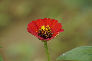 Close-up of chrysanthemums Zenia
