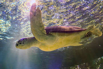 photo of Sea turtle in the Galapagos island. Green sea turtle swimming peacefully along the...