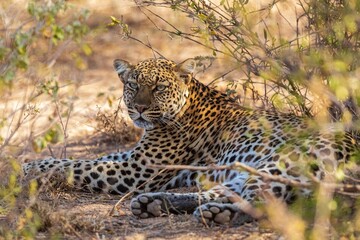 leopard in the grass