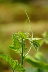 close up of leaves