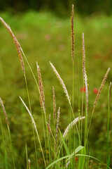 Reed grass blooms in the field