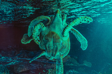 photo of Sea turtle in the Galapagos island. Green sea turtle swimming peacefully along the...