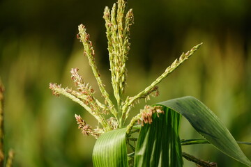 Close-up of Zea mays flower