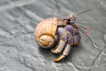 A hermit crab with a beautiful shell walks on the ocean beach on Phuket island in Thailand.