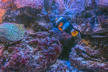 Vibrant striped fish swimming amidst a colorful coral reef ecosystem.