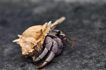 A hermit crab with a beautiful shell walks on the ocean beach on Phuket island in Thailand.