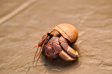 A hermit crab with a beautiful shell walks on the ocean beach on Phuket island in Thailand.