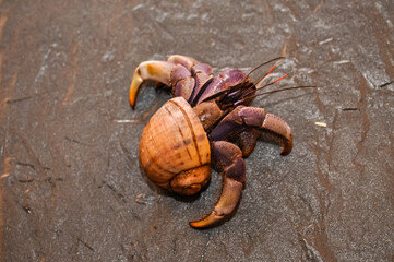 A hermit crab with a beautiful shell walks on the ocean beach on Phuket island in Thailand.