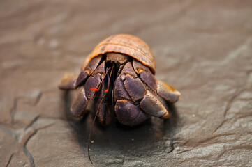 A hermit crab with a beautiful shell walks on the ocean beach on Phuket island in Thailand.