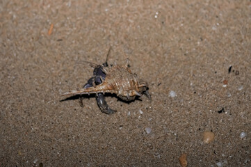 A hermit crab with a beautiful shell walks on the ocean beach on Phuket island in Thailand.