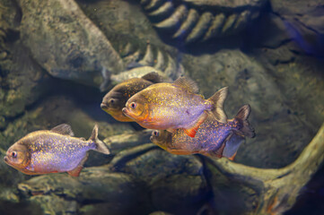 Red-bellied piranha. A swarm of piranha fish. Relatively dangerous freshwater fish. Pygocentrus nattereri - south american fish. Serrasalmidae, region: South America