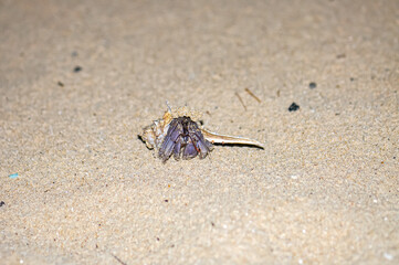 A hermit crab with a beautiful shell walks on the ocean beach on Phuket island in Thailand.