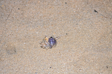 A hermit crab with a beautiful shell walks on the ocean beach on Phuket island in Thailand.