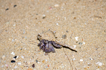 A hermit crab with a beautiful shell walks on the ocean beach on Phuket island in Thailand.