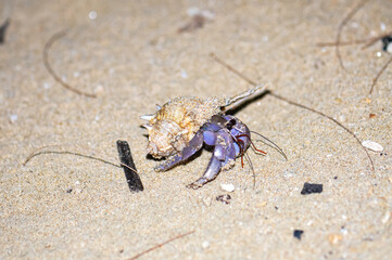 A hermit crab with a beautiful shell walks on the ocean beach on Phuket island in Thailand.