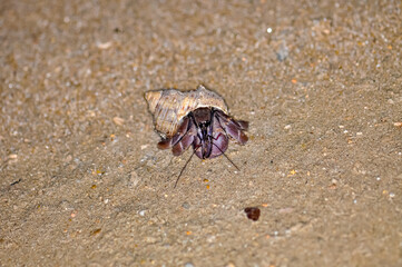 A hermit crab with a beautiful shell walks on the ocean beach on Phuket island in Thailand.