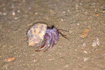 A hermit crab with a beautiful shell walks on the ocean beach on Phuket island in Thailand.
