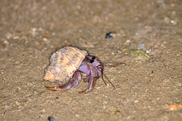 A hermit crab with a beautiful shell walks on the ocean beach on Phuket island in Thailand.
