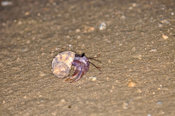 A hermit crab with a beautiful shell walks on the ocean beach on Phuket island in Thailand.
