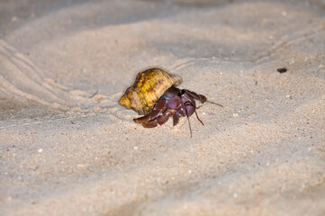 A hermit crab with a beautiful shell walks on the ocean beach on Phuket island in Thailand.