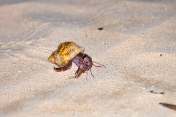 A hermit crab with a beautiful shell walks on the ocean beach on Phuket island in Thailand.