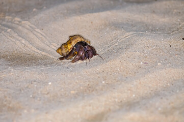 A hermit crab with a beautiful shell walks on the ocean beach on Phuket island in Thailand.