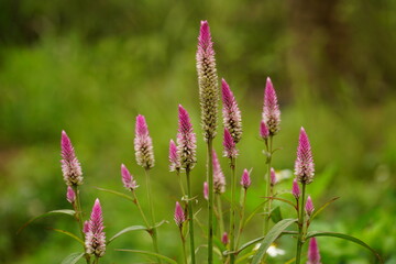 Close-up of Celosia argentea flower
