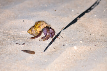 A hermit crab with a beautiful shell walks on the ocean beach on Phuket island in Thailand.