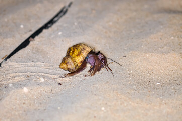 A hermit crab with a beautiful shell walks on the ocean beach on Phuket island in Thailand.
