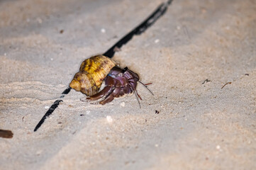 A hermit crab with a beautiful shell walks on the ocean beach on Phuket island in Thailand.