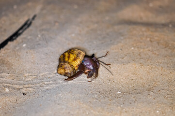 A hermit crab with a beautiful shell walks on the ocean beach on Phuket island in Thailand.