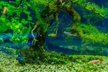 Underwater shot of a fish labeo frenatus glofish close up. Albino Red-fin Shark, Albino Rainbow Sharkminnow, Epalzeorhynchos frenatum Labeo frenatus