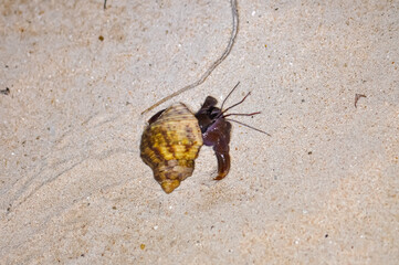A hermit crab with a beautiful shell walks on the ocean beach on Phuket island in Thailand.