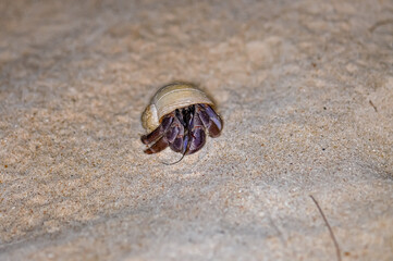 A hermit crab with a beautiful shell walks on the ocean beach on Phuket island in Thailand.