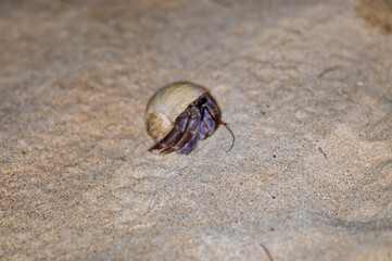 A hermit crab with a beautiful shell walks on the ocean beach on Phuket island in Thailand.