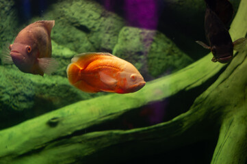 fish swimming in water, Cichlasoma, Heros severum var Red Perl Cichlasoma is a genus of freshwater...