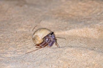 A hermit crab with a beautiful shell walks on the ocean beach on Phuket island in Thailand.