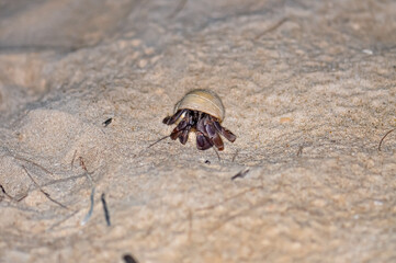 A hermit crab with a beautiful shell walks on the ocean beach on Phuket island in Thailand.