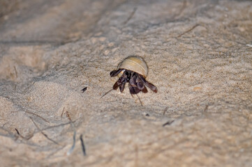 A hermit crab with a beautiful shell walks on the ocean beach on Phuket island in Thailand.