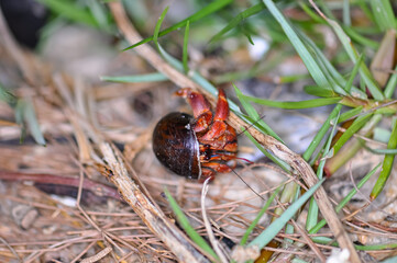 A hermit crab with a beautiful shell walks on the ocean beach on Phuket island in Thailand.