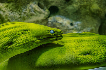 Moray eel portrait in the underwater. Underwater moray eel. Moray eel underwater. Moray eel close up undersea. A giant moray eel with a mysterious appearance swims near the sandy bottom surrounded