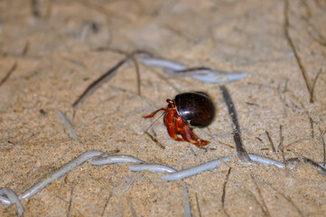 A hermit crab with a beautiful shell walks on the ocean beach on Phuket island in Thailand.