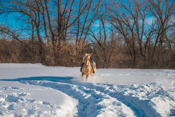 A red horse in harness gallops through the snow