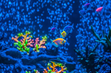 Ornatus Fish and Ternary in the dark Aquarium with neon light. Glofish tetra. Blurry background.