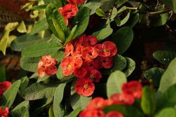 Close-up of Euphorbia milii flower
