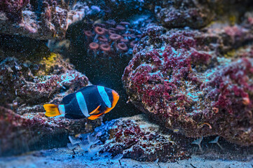 Vibrant striped fish swimming amidst a colorful coral reef ecosystem.