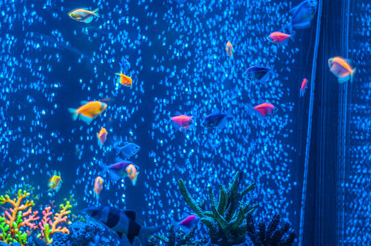 Ornatus Fish and Ternary in the dark Aquarium with neon light. Glofish tetra. Blurry background.