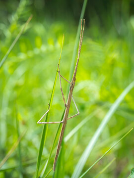 macro close up of a stick insect (Leptynia hispanica) with blurred background