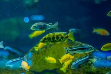 Animals of the underwater sea world. Ecosystem. Colorful tropical fish. Life in the coral reef.